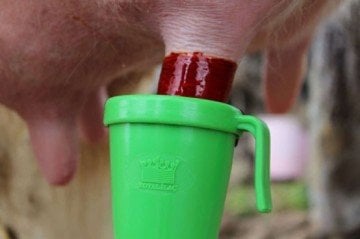 Royal Masdisin İobar 20 Litre - Sağım Sonrası Mastit Önleyici Solüsyon