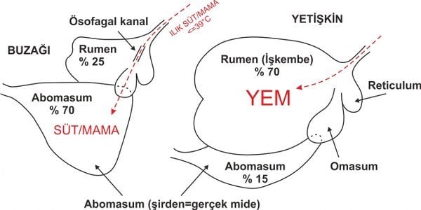 Biberon ile buzağı besleme hatalarından kaynaklı buzağı ishalleri