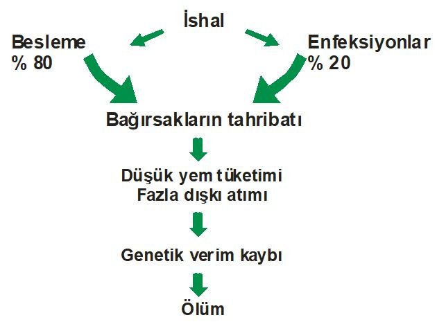 buzağı ishalleri