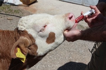 Rovita Roto Corono - Buzağı İshal Önleyici