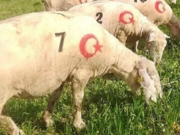 Koyun Boya Damgası Takımı - 10 cm