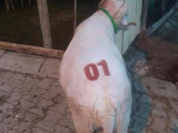 Koyun Boya Damgası Takımı - 10 cm