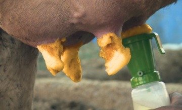 Sağım Öncesi Köpüklü - Vitalic ViFoam60 - 5 Litre