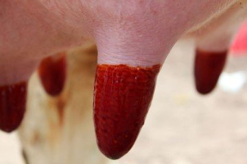 Sağım Sonrası İyotlu Daldırma - Vitalic ViFilm50 - 21 Litre