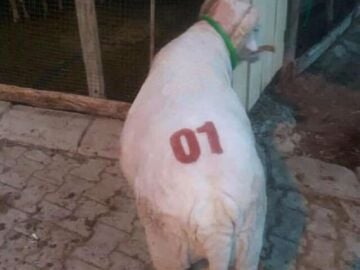 Kuzu Boya Damgası Takımı - 7 cm