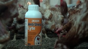 Royal Anti-Stress Lyte Stres Önleyici 1 Litre - SKT 11.08.2025