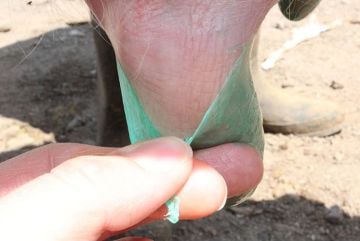 Royal Masdisin Herbafilm 5 Litre