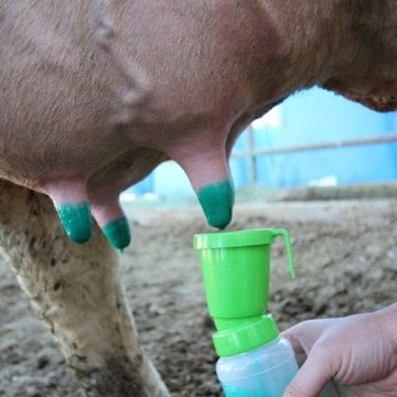 Royal Masdisin Herbafilm 5 Litre