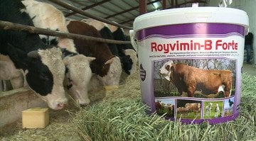 Royal Royvimin B Forte 25 kg - Kova