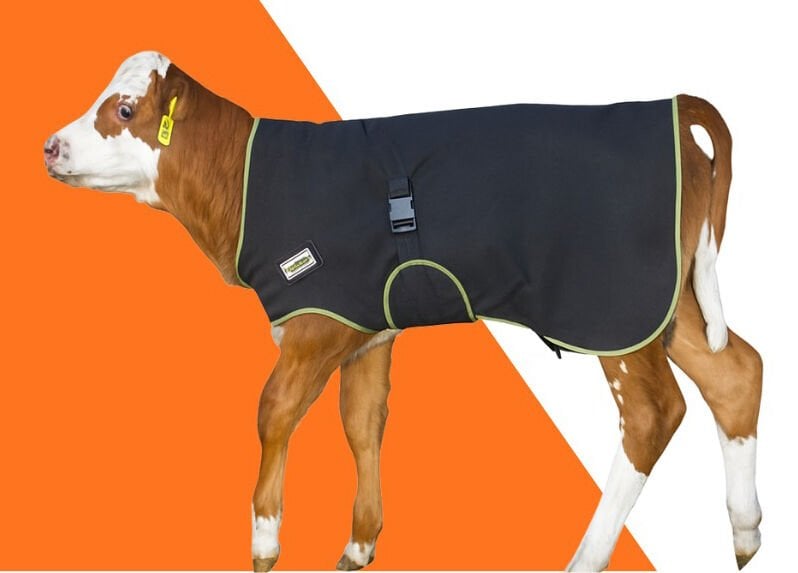 Buzağı Battaniyesi - Ekstra