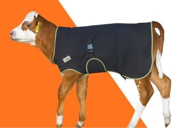 Buzağı Battaniyesi - Ekstra