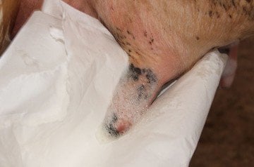 Sağım Öncesi Köpüklü - Masdisin Teat Foam - 5 L