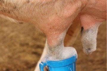 Sağım Öncesi Köpüklü - Masdisin Teat Foam - 5 L