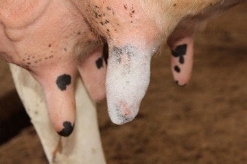 Sağım Öncesi Köpüklü - Masdisin Teat Foam - 5 L