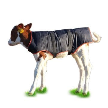 Buzağı Battaniyesi - Eko