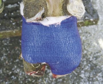 Yapışkanlı Tırnak Bandajı 10 cm x 4,5 m - Kerbl Vetlastic