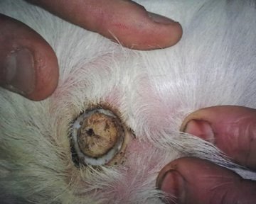 Elektrikli Boynuz Yakıcı - Kerbl