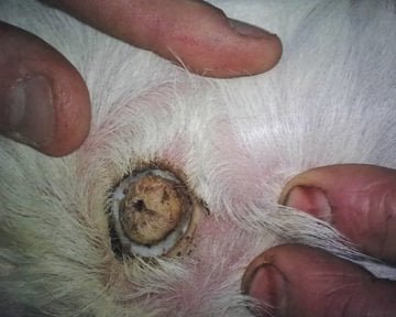 Elektrikli Boynuz Yakıcı - Kerbl