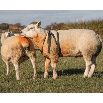 Koç Aşım Kemeri - Küçükbaş Çiftleşme Kemeri