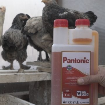 Royal Pantonic 1 Litre