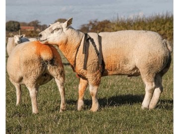 Koç Aşım Kemeri - Yerli (Küçükbaş Çiftleşme Kemeri)